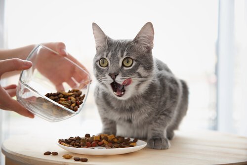 Gesunde Katzenernährung: Tipps und Wissenswertes