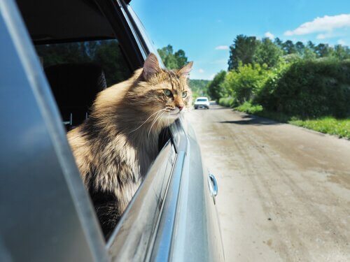 Gewöhnung an das Auto für Katzen