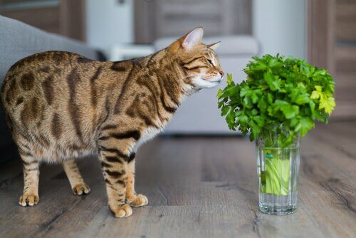 Giftige Pflanzen für Katzen birgen Gefahren
