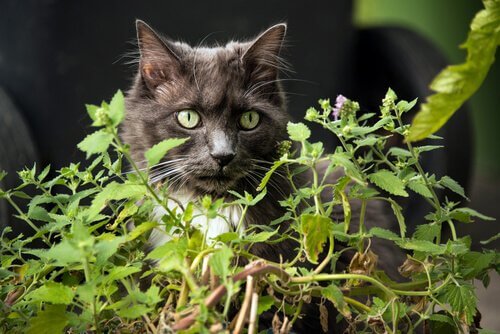Giftige Pflanzen für Katzen im Garten