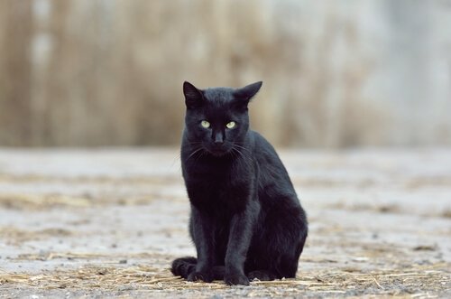 Bringen schwarze Katzen Glück oder Pech?