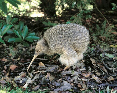 Habitat des Kiwis