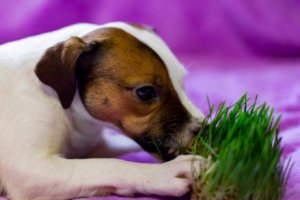 Warum fressen Hunde Gras?