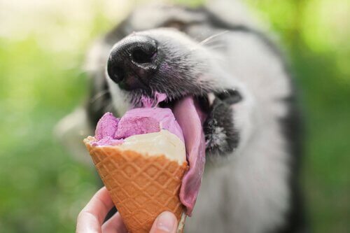 Hund genießt Eiscreme