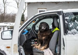 Hat dein Hund Angst vor Autos?
