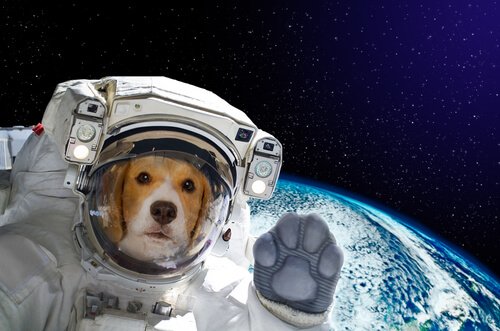 Hund im Weltraum