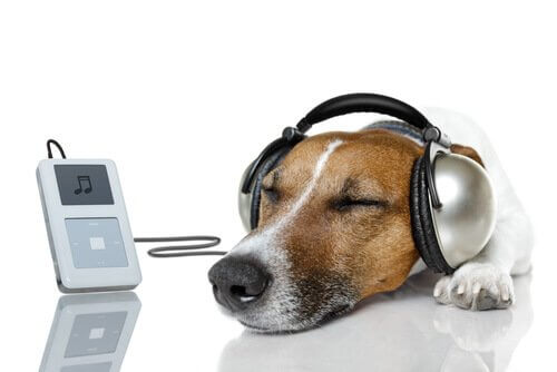 Hund hört Songs