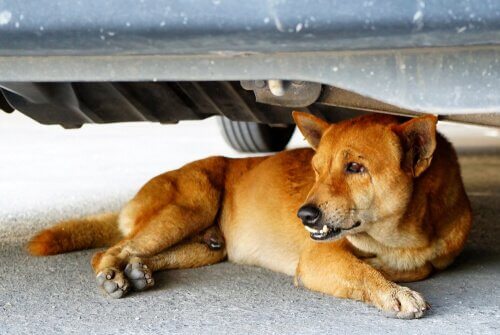 Hund will nicht ins Auto