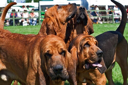 Hunderassen mit Falten: Bloodhound