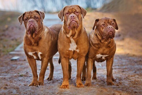 Hunderassen mit Falten: Bordeaux Dogge