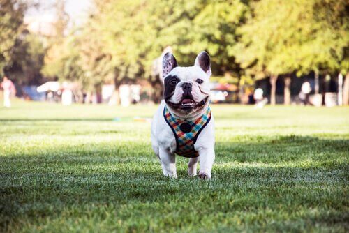 Hunderassen mit Falten: Französische Bulldogge
