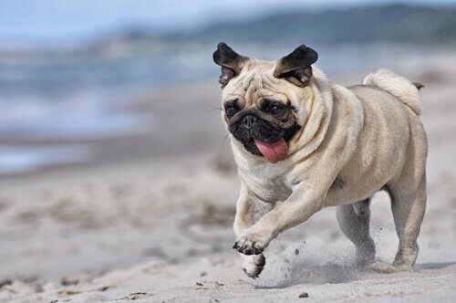Hunderassen mit Falten: Mops