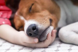 Hundestaupe: Übertragung und Behandlung