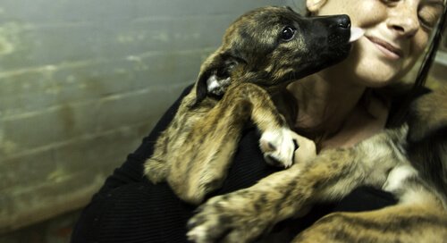 Man kann im Tierheim nachfragen
