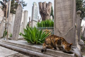 Istanbul: Stadt der Katzen