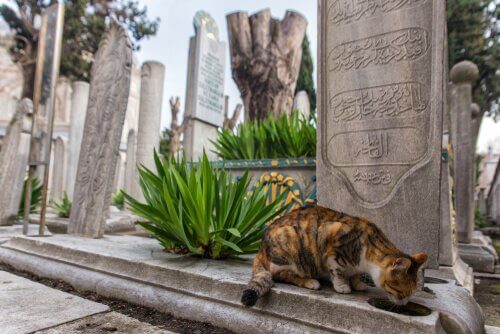 Istanbul: Stadt der Katzen