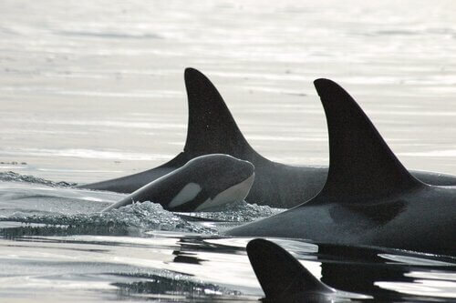 Jagdstrategien der Orcas