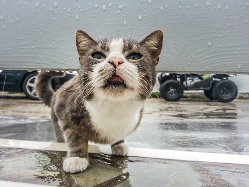 Katze fühlt sich nicht wohl