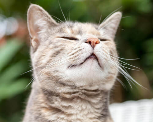 Katze schnüffelt