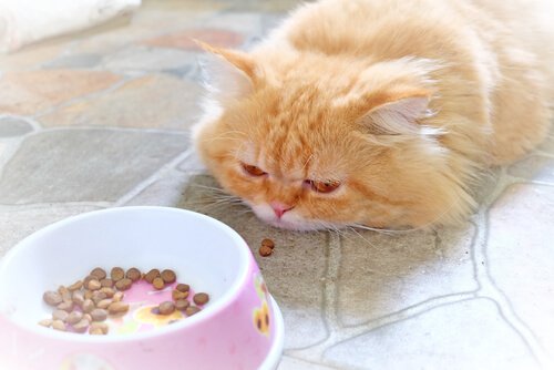 Katze will nichts fressen