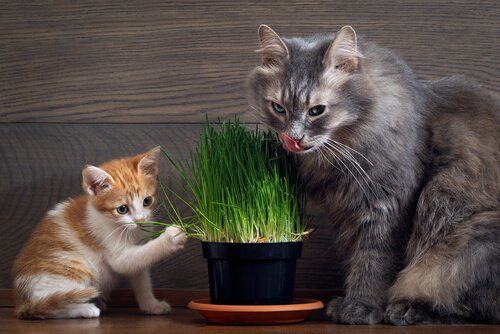 Katzen knabbern Katzengras