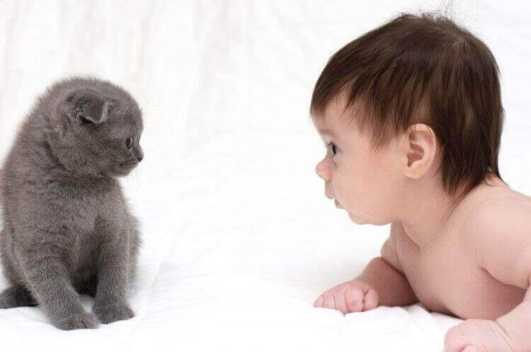 Können Katzen und Babys befreundet sein?