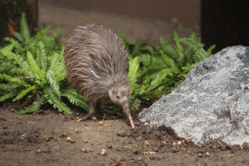 Kiwi fliegt nicht