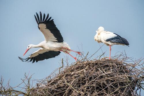 Klepetan und Malena sind in Kroatien sehr bekannt.