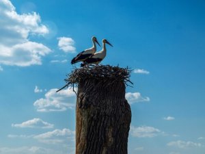 Klepetan und Malena - zwei verliebte Störche