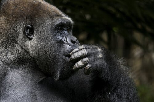 Koko war der intelligenteste bekannte Gorilla der Welt