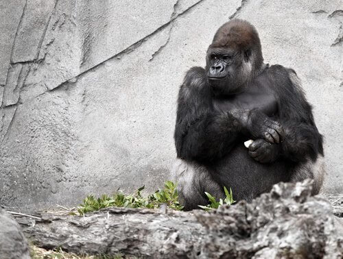 Koko, die sprechende Gorilladame, ist gestorben