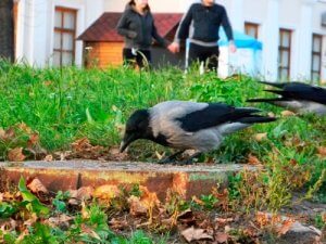 Die Krähe als Haustier: total verrückt?