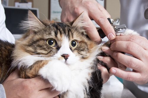 Krallenschneiden bei Katzen ohne Verletzungen