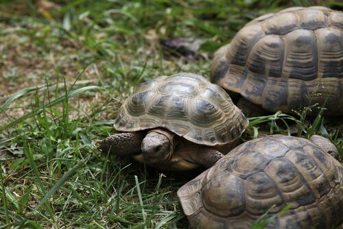 Landschildkröten auf dem Rasen