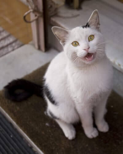 Miauen der Katze: Bedeutung