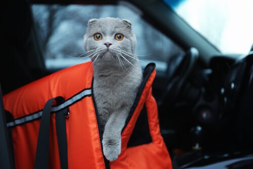 Mit Haustieren reisen