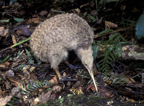 Der Nationalvogel Neuseelands