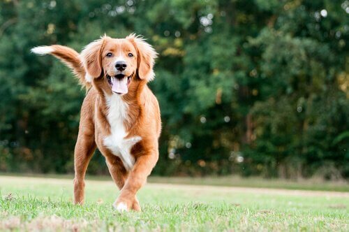 Novia Scotia Retriever