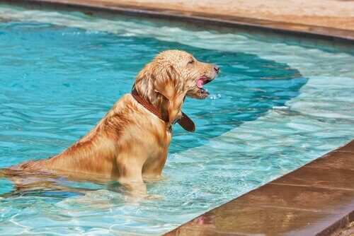 Pool und Haustiere: Sicherheitsmaßnahmen