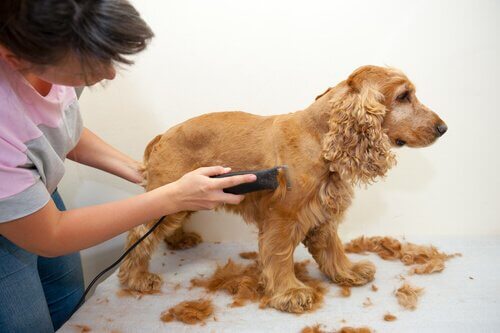 Rasur für den Cocker Spaniel