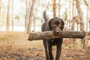 Lerne die Retrieverhunde kennen
