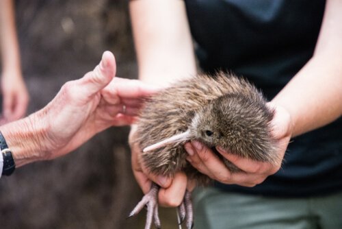 Der Kiwi und seine Rettung vor dem Aussterben