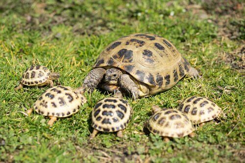 Schildkrötenmama mit Jungen