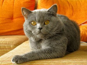 Wie man schlechtes Verhalten bei Katzen verbessert