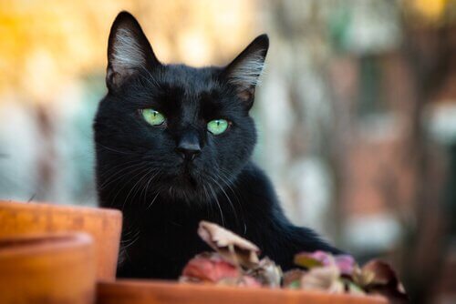 Schwarze Katze mit grünen Augen