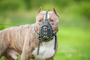 Ist eine Hundehaftpflichtversicherung notwendig?
