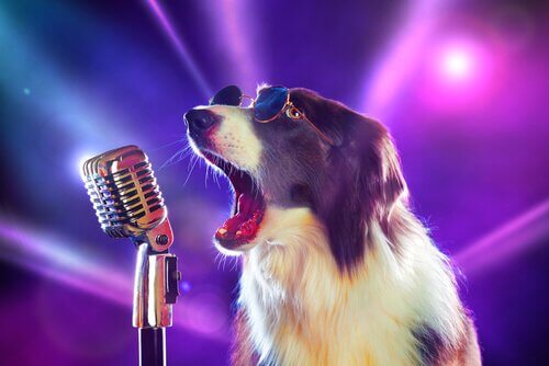 8 Songs über Hunde, die dir gefallen werden