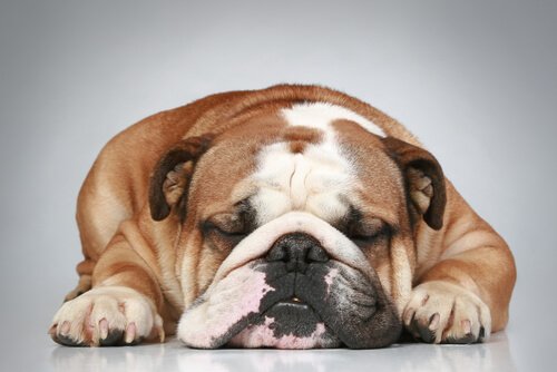 Spezielle Pflege für faltige Hunde