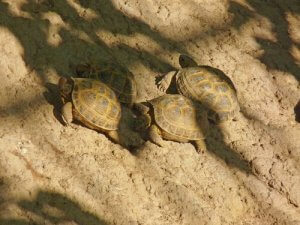 Kann man mehrere Steppenschildkröten halten?