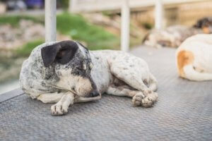 Woher weißt du, ob dein Hund unter Krätze leidet?